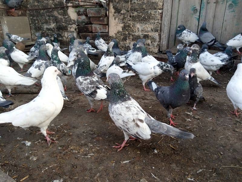 top Quality pigeons mixed for sale 8