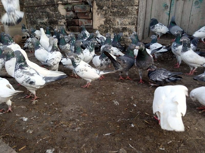 top Quality pigeons mixed for sale 9