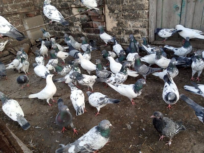 top Quality pigeons mixed for sale 10