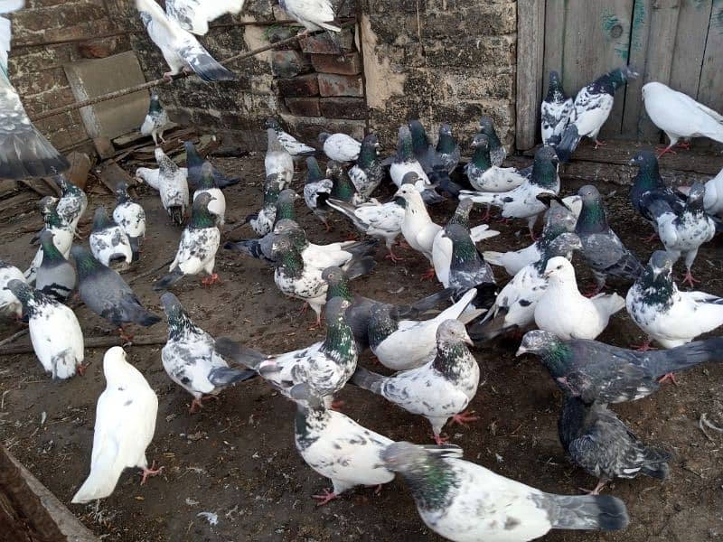 top Quality pigeons mixed for sale 11