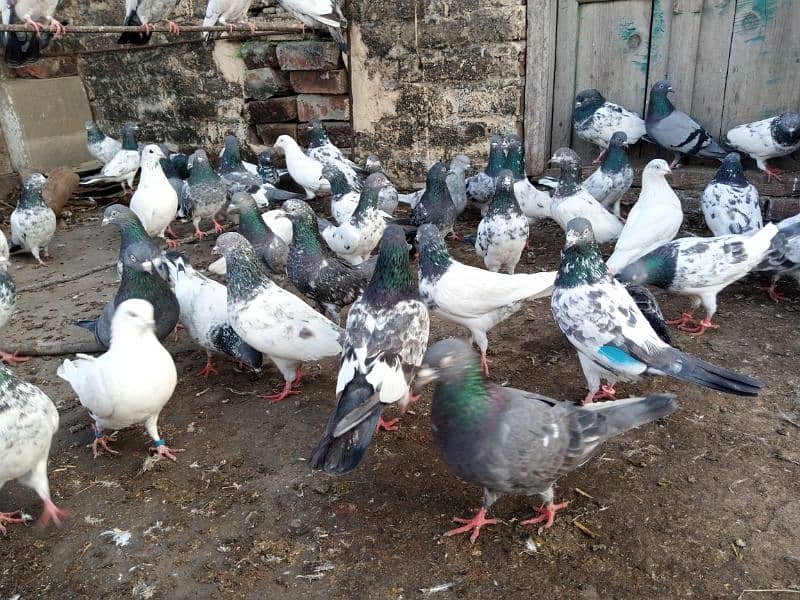 top Quality pigeons mixed for sale 12