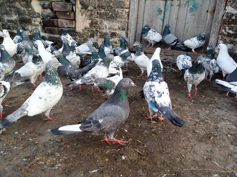 top Quality pigeons mixed for sale 13