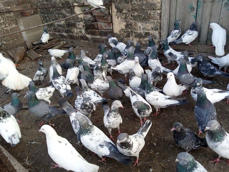 top Quality pigeons mixed for sale 14