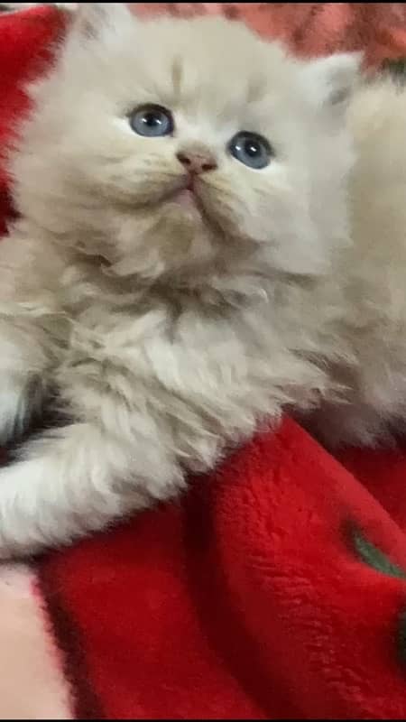 blue eyes Persian kitten triple coated 1