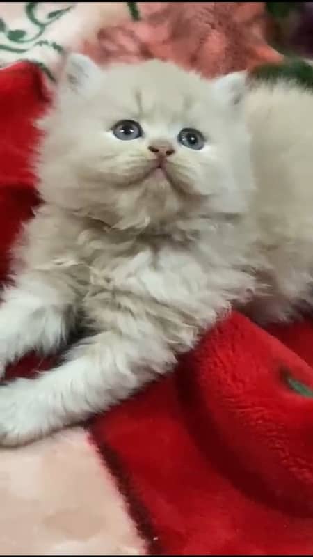 blue eyes Persian kitten triple coated 2