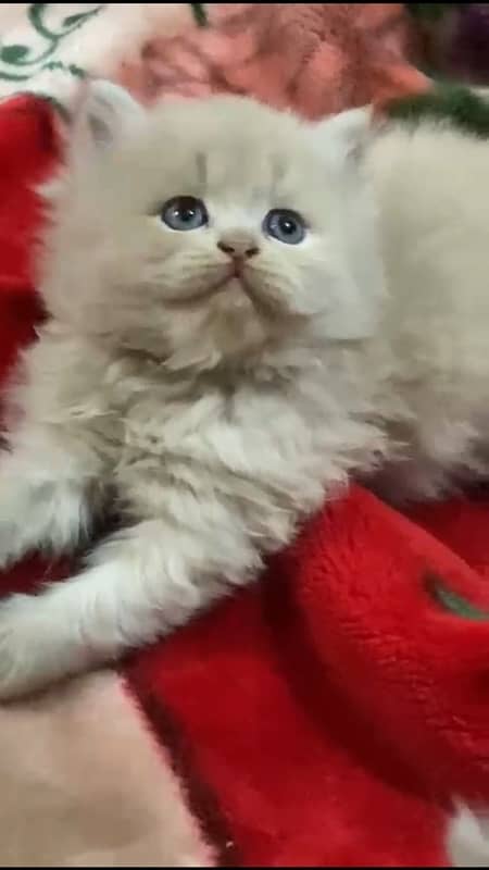 blue eyes Persian kitten triple coated 3