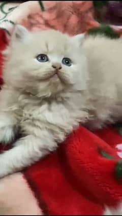 blue eyes Persian kitten triple coated