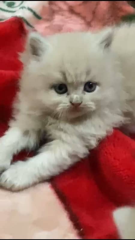 blue eyes Persian kitten triple coated 4