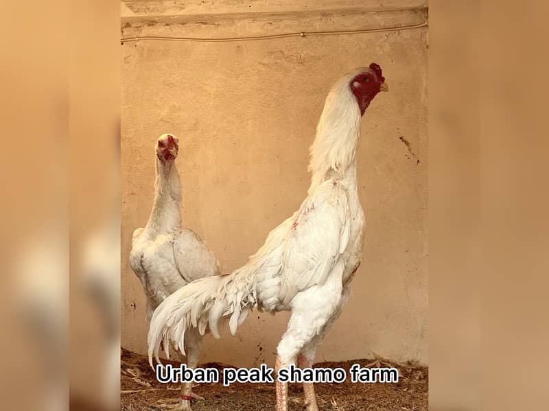 Shamo Chicks | hen | Shamo Black | Hopeland | Aseel | Fancy Birds 0