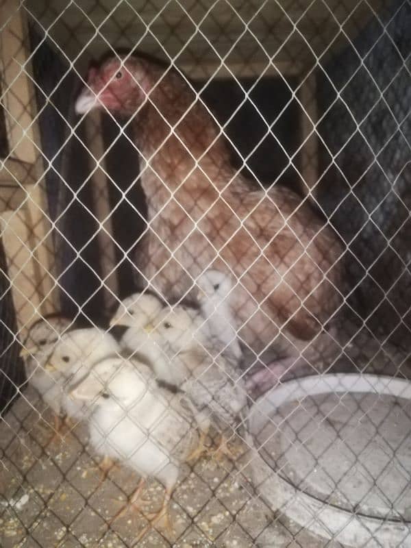 Pure Aseel Murgi With 8 chicks 0