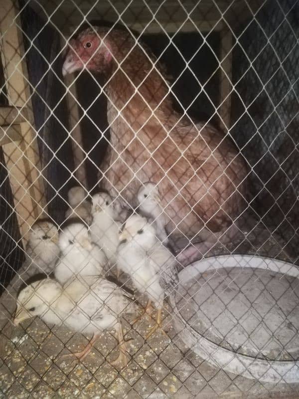 Pure Aseel Murgi With 8 chicks 1