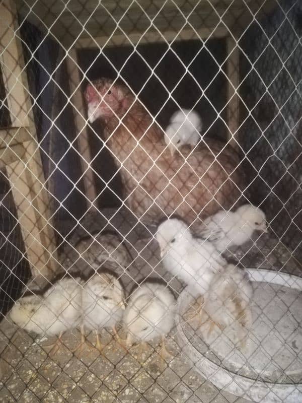 Pure Aseel Murgi With 8 chicks 2