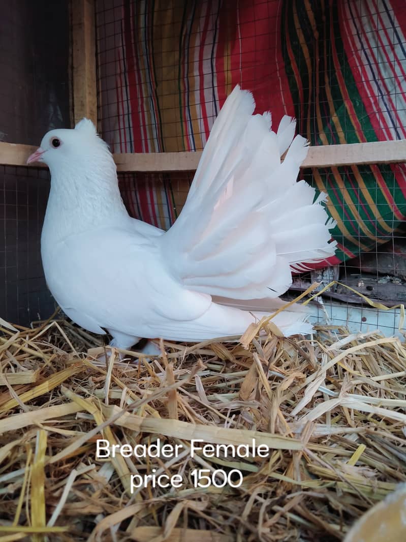 Indian Fantail Females and Pair 4