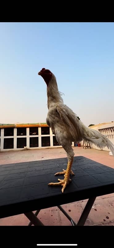 Shamo Chicks Premium | hen | Shamo Black | gausia | Aseel | Fancy Bird 17