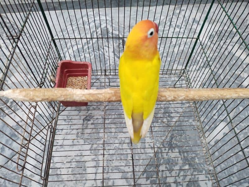 Lutino Personata Lovebird 0