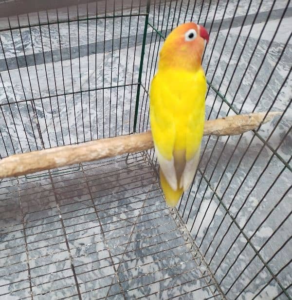 Lutino Personata Lovebird 1