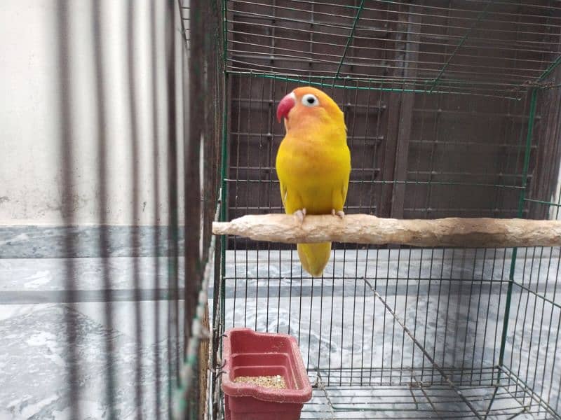 Lutino Personata Lovebird 5