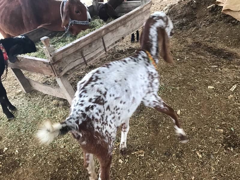 goats for sale 4