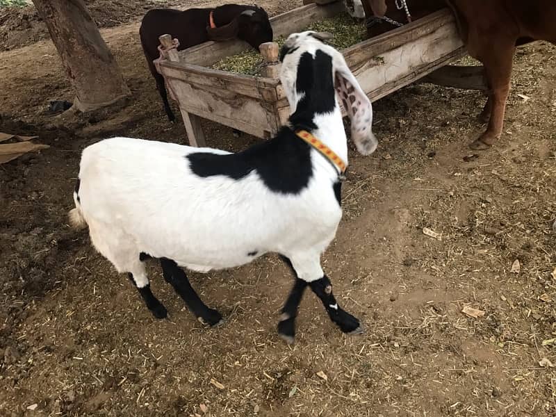 goats for sale 5