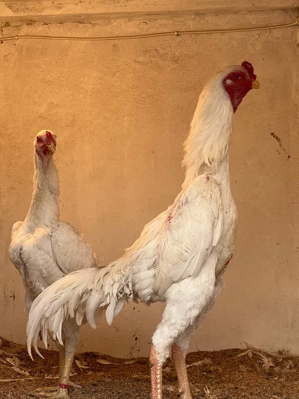 Shamo Chicks | hen | Shamo Black | birdzoo | Aseel | Fancy Bird 3