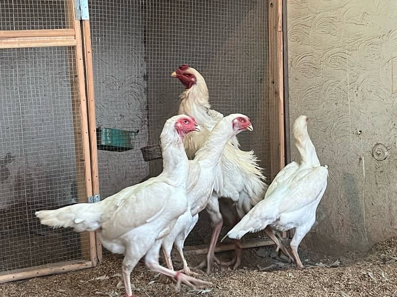 Shamo Chicks | hen | Shamo Black | birdzoo | Aseel | Fancy Bird 4