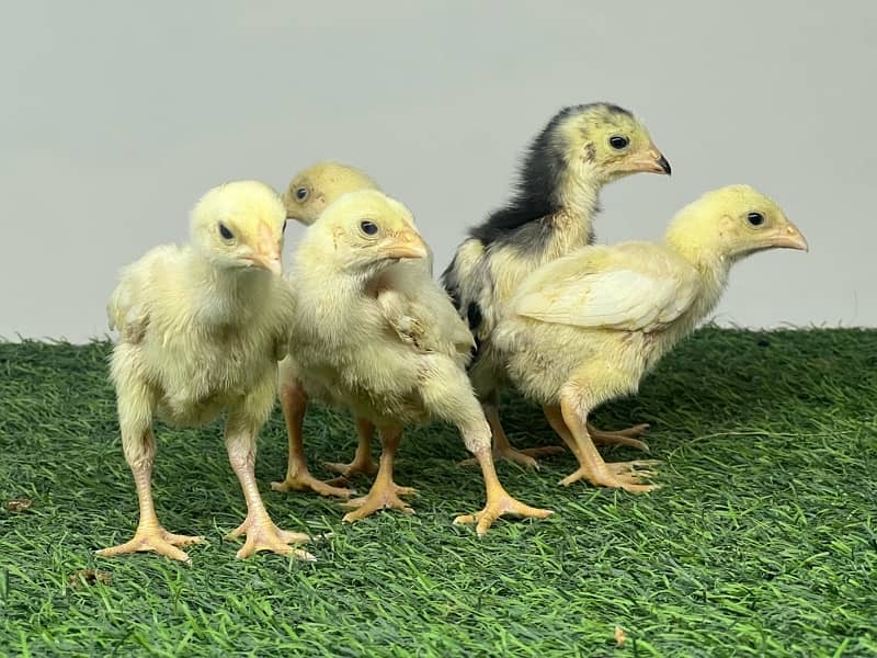 Shamo Chicks | hen | Shamo Black | birdzoo | Aseel | Fancy Bird 5