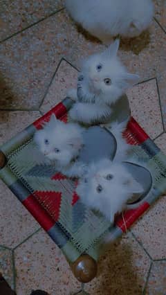 Persian cats total 5