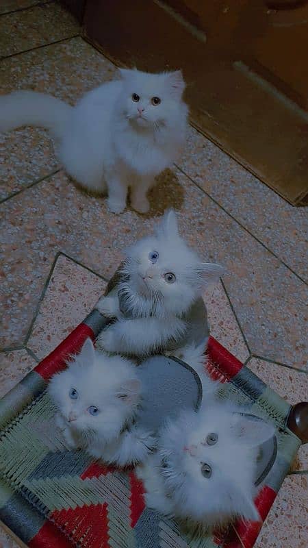 Persian cats total 5 1