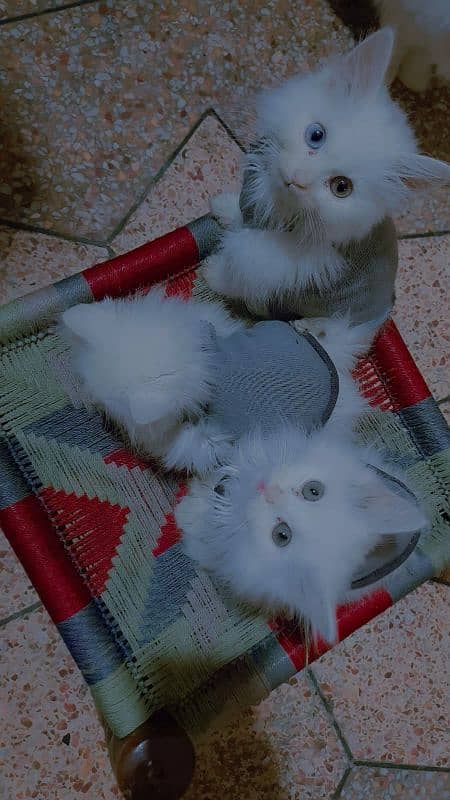 Persian cats total 5 2