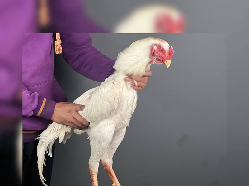 Shamo Chicks | hen | Shamo Black | birdzoo | Aseel | Fancy Bird 0