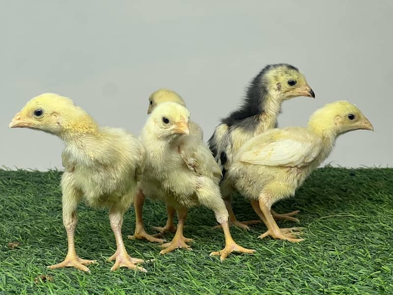 Shamo Chicks | hen | Shamo Black | birdzoo | Aseel | Fancy Bird 10