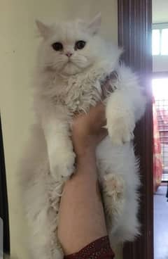 Persian kittens triple Coated Punch Face Kittens for sale