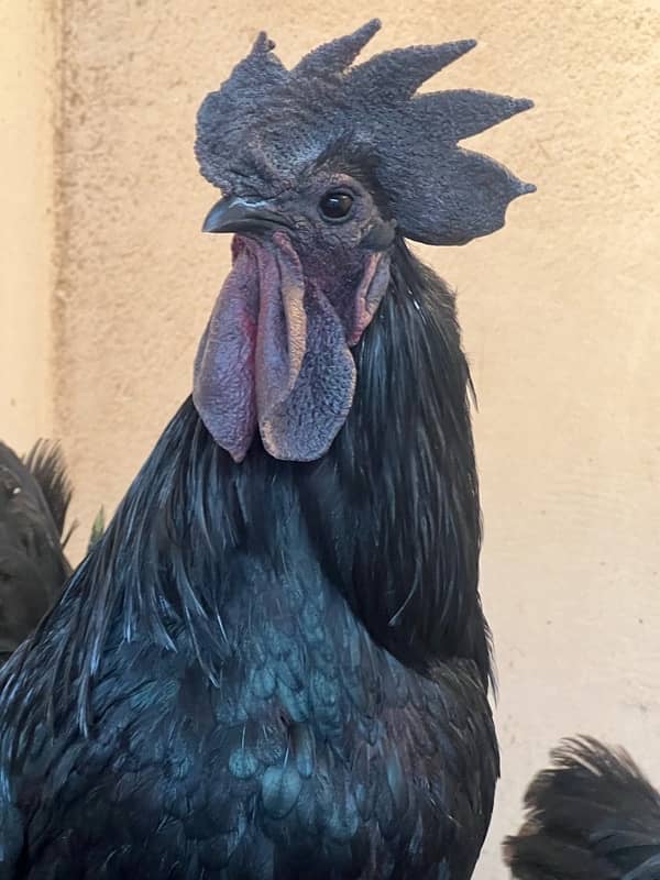 Ayam cemani Chicks | Black murgi | kali | Aseel | fancy | top quality 1