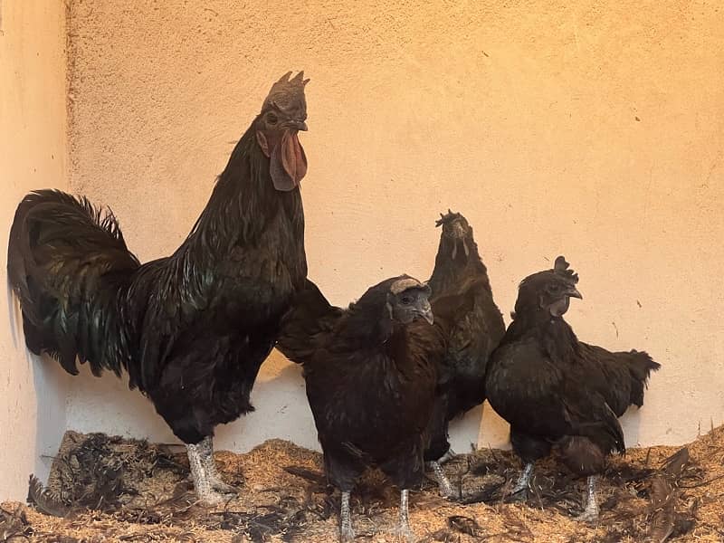 Ayam cemani Chicks | Black murgi | kali | Aseel | fancy | top quality 8