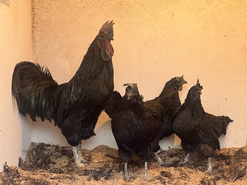 Ayam cemani Chicks | Black murgi | kali | Aseel | fancy | top quality 9