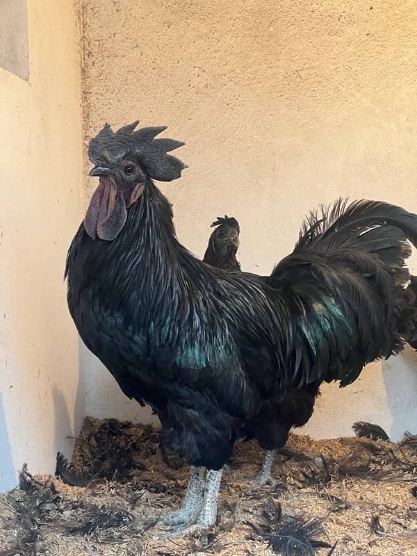 Ayam cemani Chicks | Black murgi | kali | Aseel | fancy | top quality 2