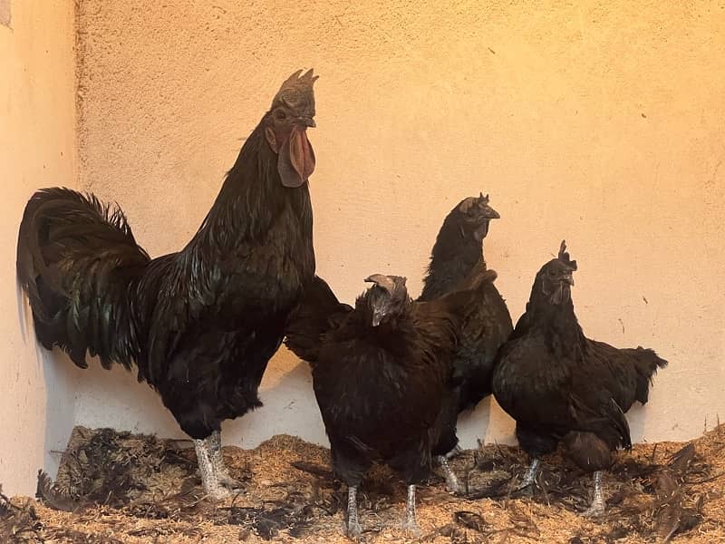 Ayam cemani Chicks | Black murgi | kali | Aseel | fancy | top quality 3