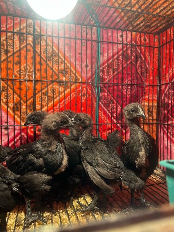 Ayam cemani Chicks | Black murgi | kali | Aseel | fancy | top quality 4