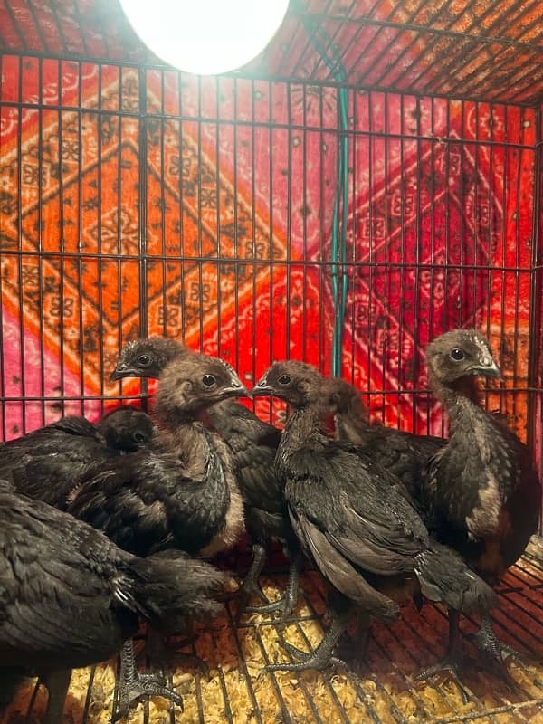 Ayam cemani Chicks | Black murgi | kali | Aseel | fancy | top quality 5