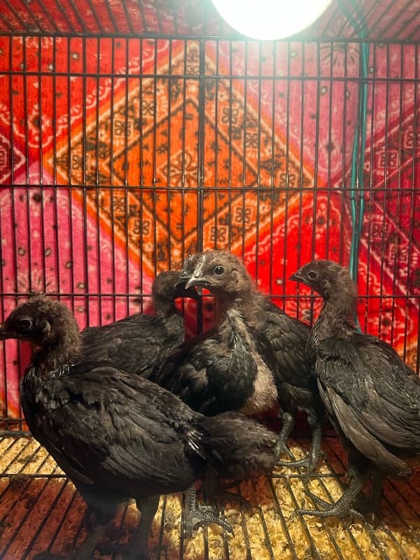 Ayam cemani Chicks | Black murgi | kali | Aseel | fancy | top quality 6