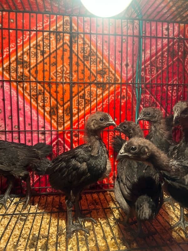 Ayam cemani Chicks | Black murgi | kali | Aseel | fancy | top quality 7