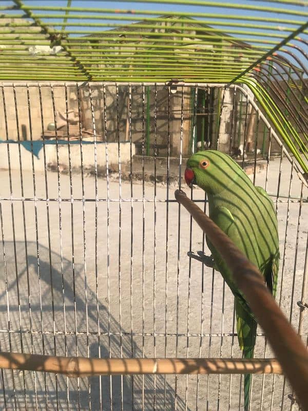 Green Regional Ring-neck Parakeet 2