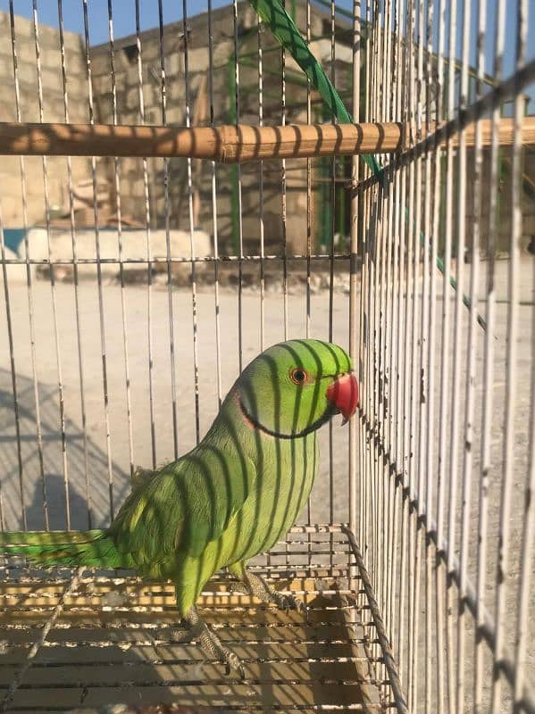 Green Regional Ring-neck Parakeet 3