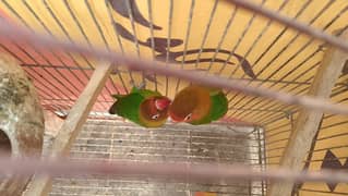 lovebird