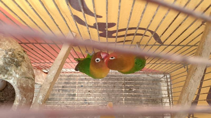 lovebird breeder pair for sale 3000 1