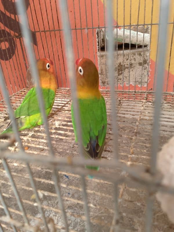 lovebird breeder pair for sale 3000 2