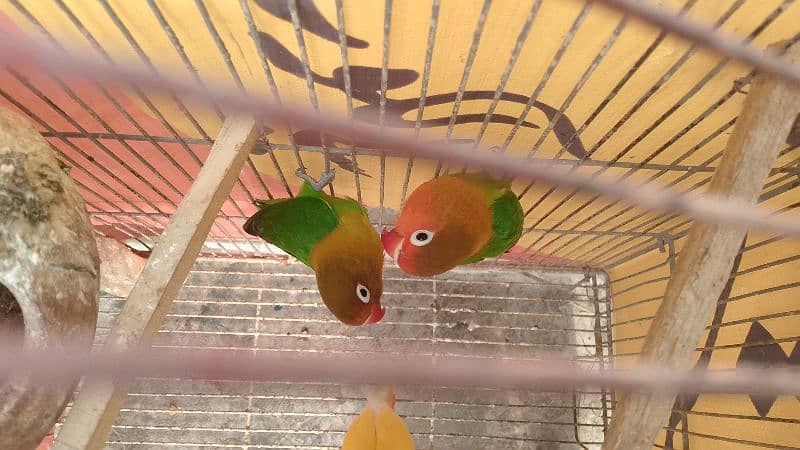 lovebird breeder pair for sale 3000 3