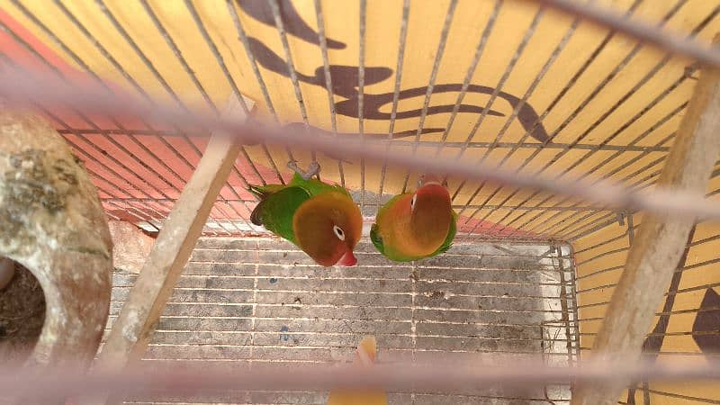 lovebird breeder pair for sale 3000 4