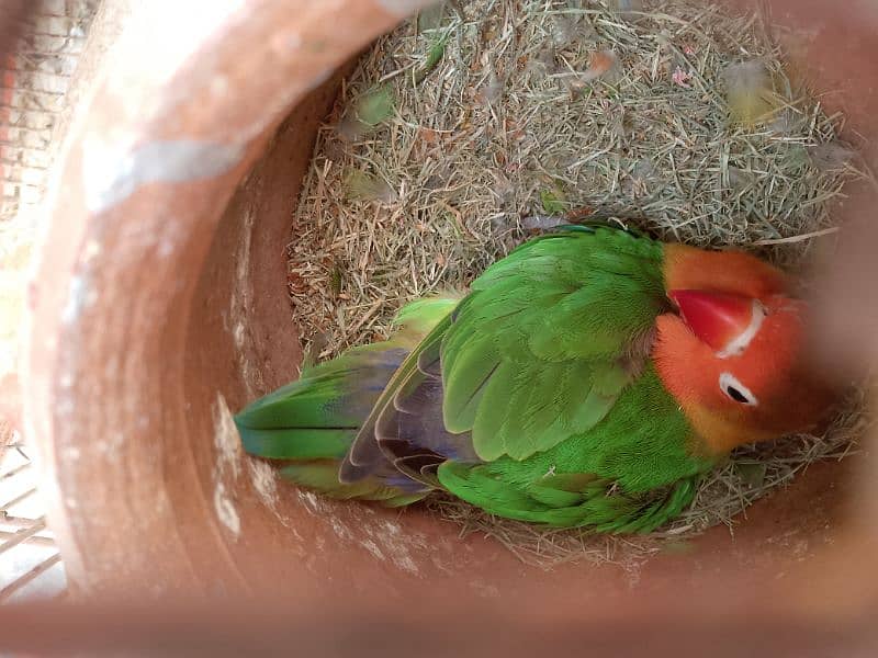 lovebird breeder pair for sale 3000 5