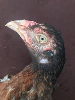 Sindhi brown salethi mix Aseel breeder hen muri / murghi